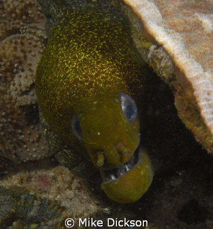 Undulated Moray (l: Gymnothorax undulatus)

Aquarium, D... by Mike Dickson 