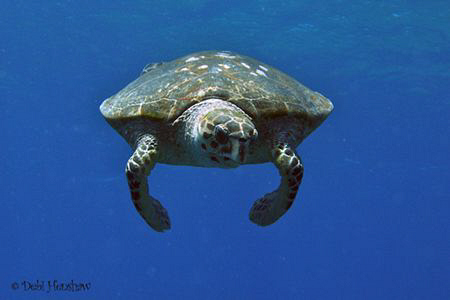 Turtle Pie anyone? by Debi Henshaw 