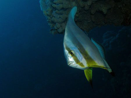 Batfish
Canon G9 & Ikelite strobe by James Dawson 