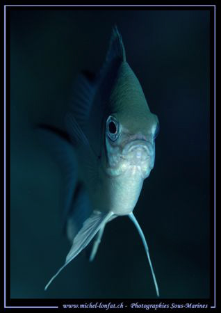Face to face with this little Damsel Fish... Que du Bonhe... by Michel Lonfat 