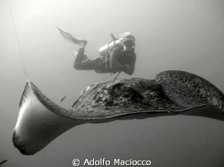 Marble Ray with Diver,
 Yongala wreck, 
Queensland by Adolfo Maciocco 