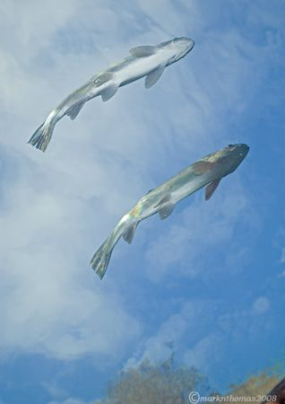 Flying fish.
December 2008,
D200 10.5mm.
Capernwray - ... by Mark Thomas 