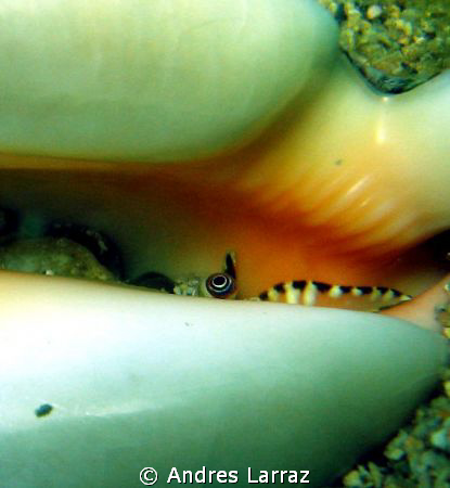 CONCH EYE 
 by Andres Larraz 