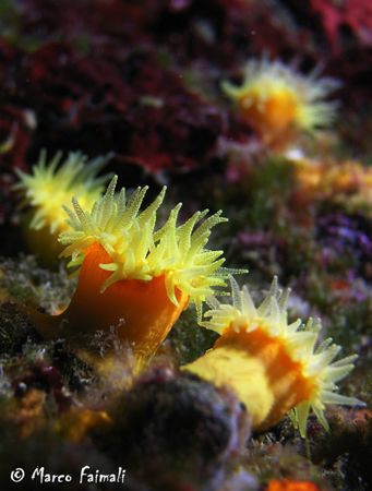 Mediterranean yellow jewels! (Leptosammia pruvoti) by Marco Faimali 