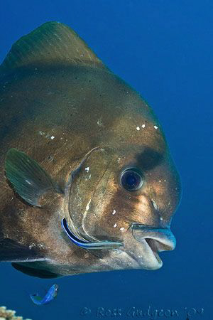 Batfish.  Ningaloo Reef, Western Australia.  Canon 40D & ... by Ross Gudgeon 