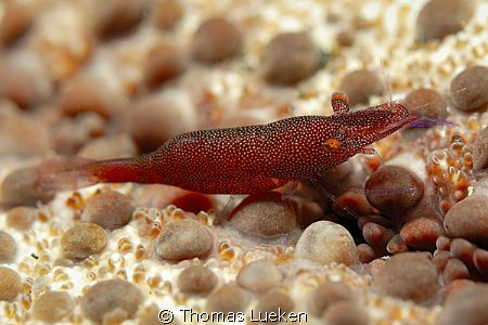 found in Lembeh; d200 by Thomas Lueken 