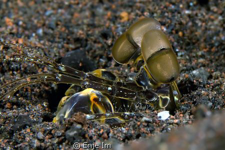 Mantis / 60mm + EF12 + 2x TC by Enje Im 
