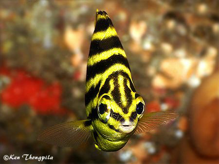 Up Close and Personal with Stripey in Byron Bay by Ken Thongpila 