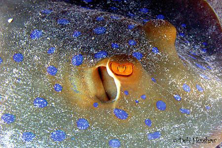 Hello My name is RAY :o) by Debi Henshaw 
