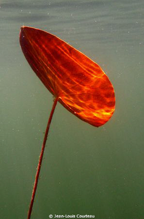 "Lilie"    Submerged Lilie pad and sunrays by Jean-Louis Courteau 