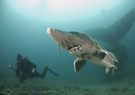 Mr T with Sturgeon. Capernwray. D200, 10.5mm. by Derek Haslam 