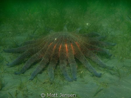 sunflower seastar hood canal washington by Matt Jensen 