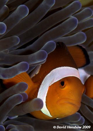 Just the simple Anenomefish ..... Taken with D200 and 105... by David Henshaw 