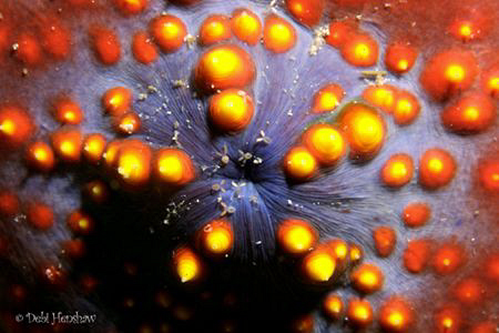 "Sea Apple" taken in Komodo by Debi Henshaw 