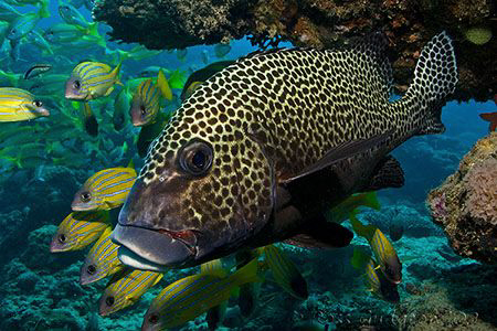Harlequin Sweetlips.  Ningaloo Reef, Western Australia.  ... by Ross Gudgeon 