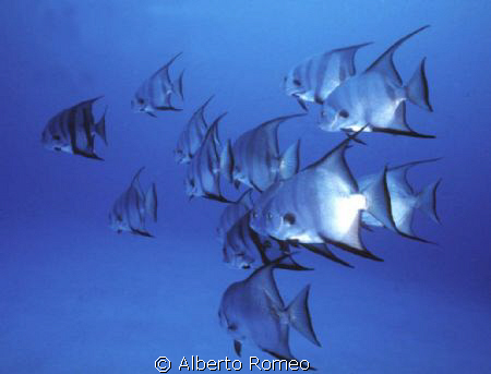 Scool of Batfish.
Nikonos 15mm+ Ikelite strobe by Alberto Romeo 