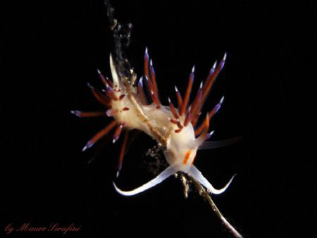 CRATENA PEREGRINA - Mar Mediterraneo, Italy, Isola di Gia... by Mauro Serafini 