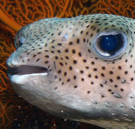 Puffer by Martin Dalsaso 