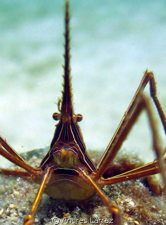 ARROW HEAD CRAB/
Cartoon character/look alike by Andres Larraz 