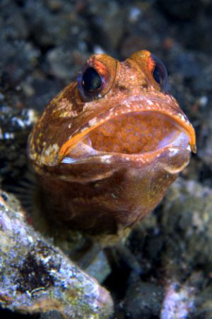Close up of  a Blotched Jawfish with eggs. Taken with Nik... by David Henshaw 