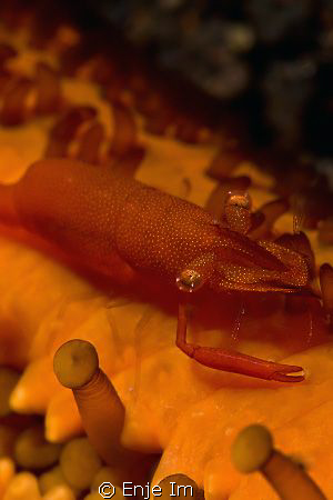 starfish shrimp / less then 3mm, Canon 450D + 60mm Macro ... by Enje Im 