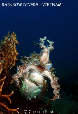 Cuttlefish in Nha Trang, Vietnam by Caroline Istas 