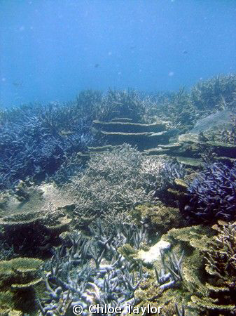 I love how the different corals all seem to fit together,... by Chloe Taylor 