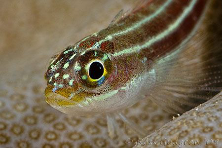 Helcogramma striata portrait.  Ningaloo Reef, Western Aus... by Ross Gudgeon 