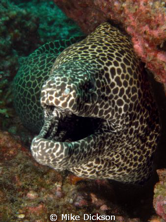 Honeycomb moray (l: Gymnothorax favagineus)

Hayuts Run... by Mike Dickson 
