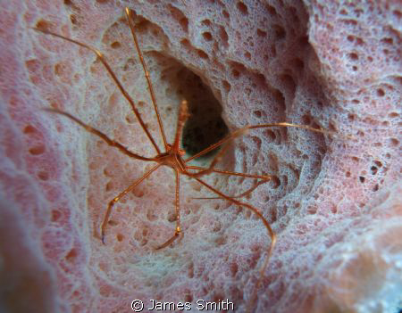 Tiny Little Crab At Home In Sponge! by James Smith 