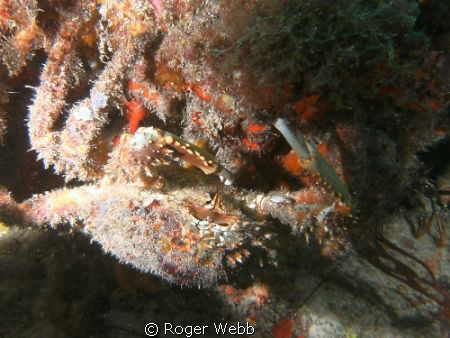 Under the ledge and was so focused on him that did not se... by Roger Webb 