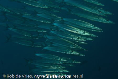 School of baracuda's, Wakatobi, Indonesia, photo taken wi... by Rob De Vries 