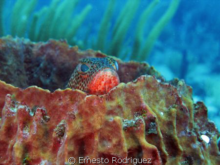 Guanica PR by Ernesto Rodriguez 