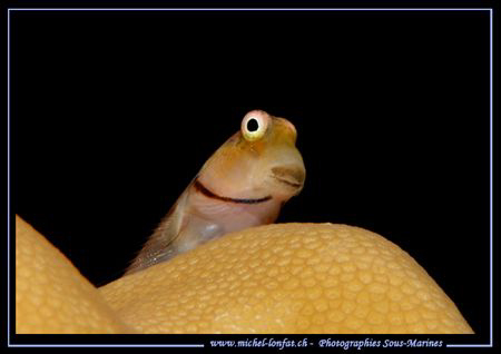 "Hello : it's meeeeeeeeeee.... " ... Que du Bonheur... :O... by Michel Lonfat 