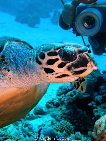 Hawksbill Turtle by Cigdem Cooper 