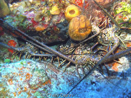 Five lobster all crammed together. by Cheri Denn 