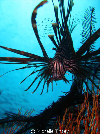 common lion fish taken with my point and shoot camera at ... by Michelle Tinsay 