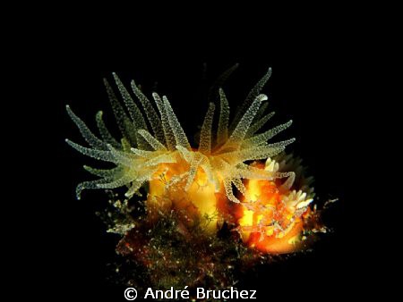 Corail jaune solitaire shooté aux Iles Medes by André Bruchez 