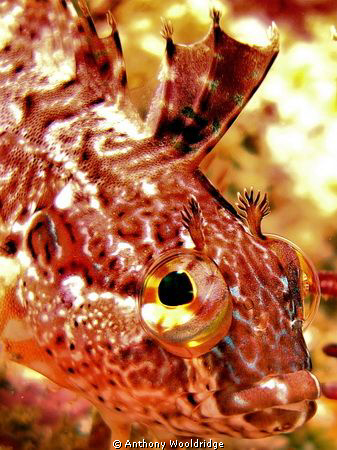 A blenny taken at Willows Reef in Port Elizabeth South Af... by Anthony Wooldridge 