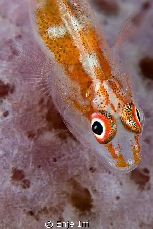 goby closeup - Canon 450D + 100mm Macro + Kenko 2x TC / n... by Enje Im 