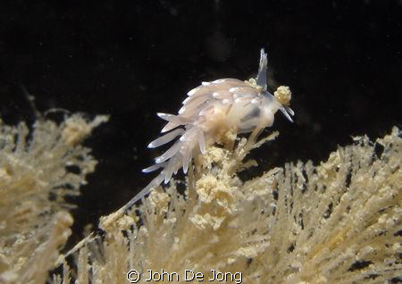 Trinchesia concinna in the Oosterschelde. Not that colour... by John De Jong 