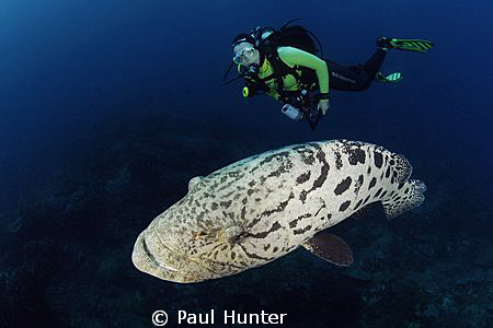 This friendly Potato Bass spent the whole die with us giv... by Paul Hunter 