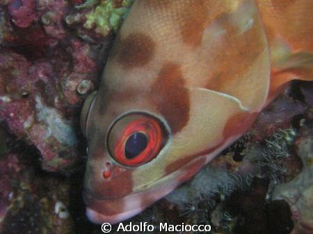Blacktip Grouper,
Koh Tao, by Adolfo Maciocco 