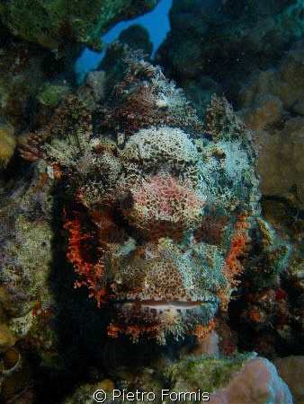 Evil eyes, Abu Dabbab, sony w-300 ys-17 strobe by Pietro Formis 