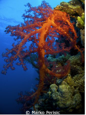 Nephtheidae Dendronephthya hemprichi. Little Brother Island. by Marko Perisic 