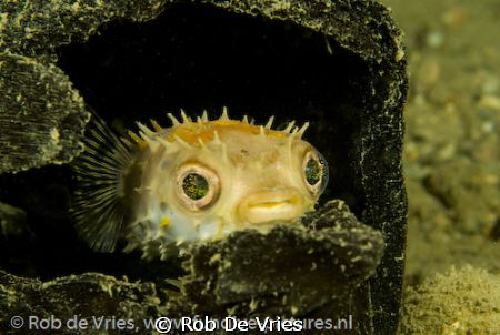 Juvenile Porcupine fish hiding in a coconut. Phote taken ... by Rob De Vries 