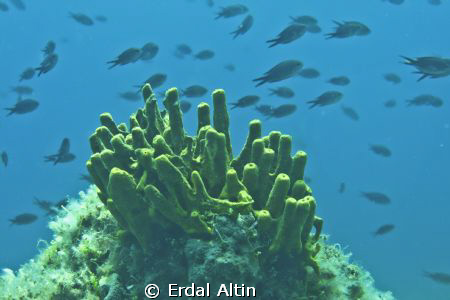 tube sponge and damselfish by Erdal Altın 