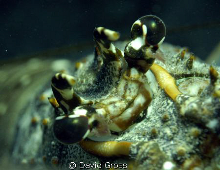 They are watching us.  Mini-lobster season is only one we... by David Gross 
