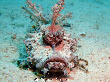 Red Sea Walkman by Cigdem Cooper 