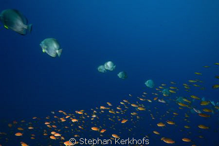 orbicular spadefish and anthias taken at shark reef ras m... by Stephan Kerkhofs 